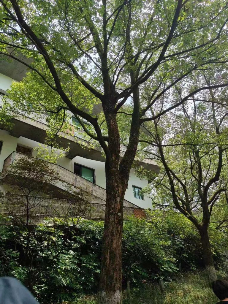 从美院到古村 探寻艺术真谛 | 西安博雅艺术职业高中赴皖南“研学写生”之旅（三）